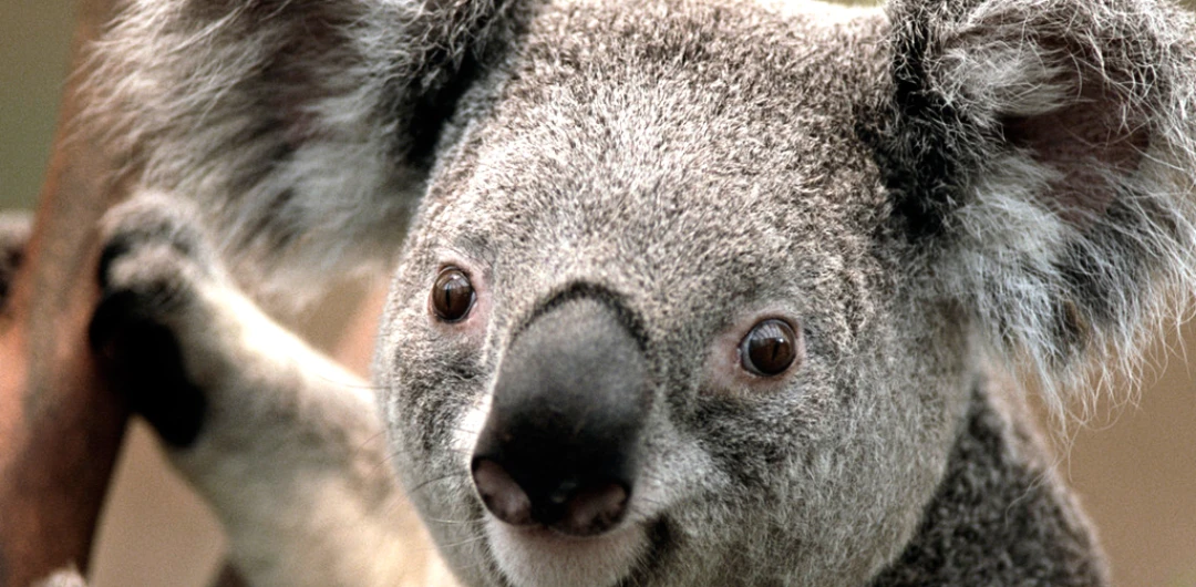 clanak lazar petković kako ćemo sa smrću kolektiv gerusija